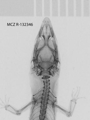 Media type: image;   Herpetology R-132346
